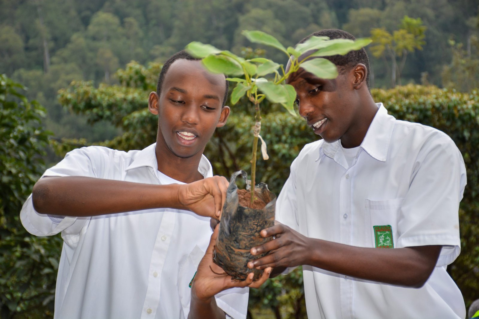 Fruit Tree Planting: One Stone, Two Birds — A Practical Approach to Climate Change Mitigation and Food Security
